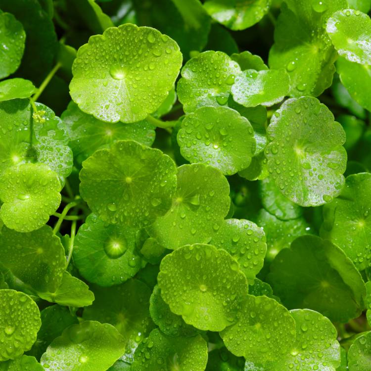Gotu Kola
